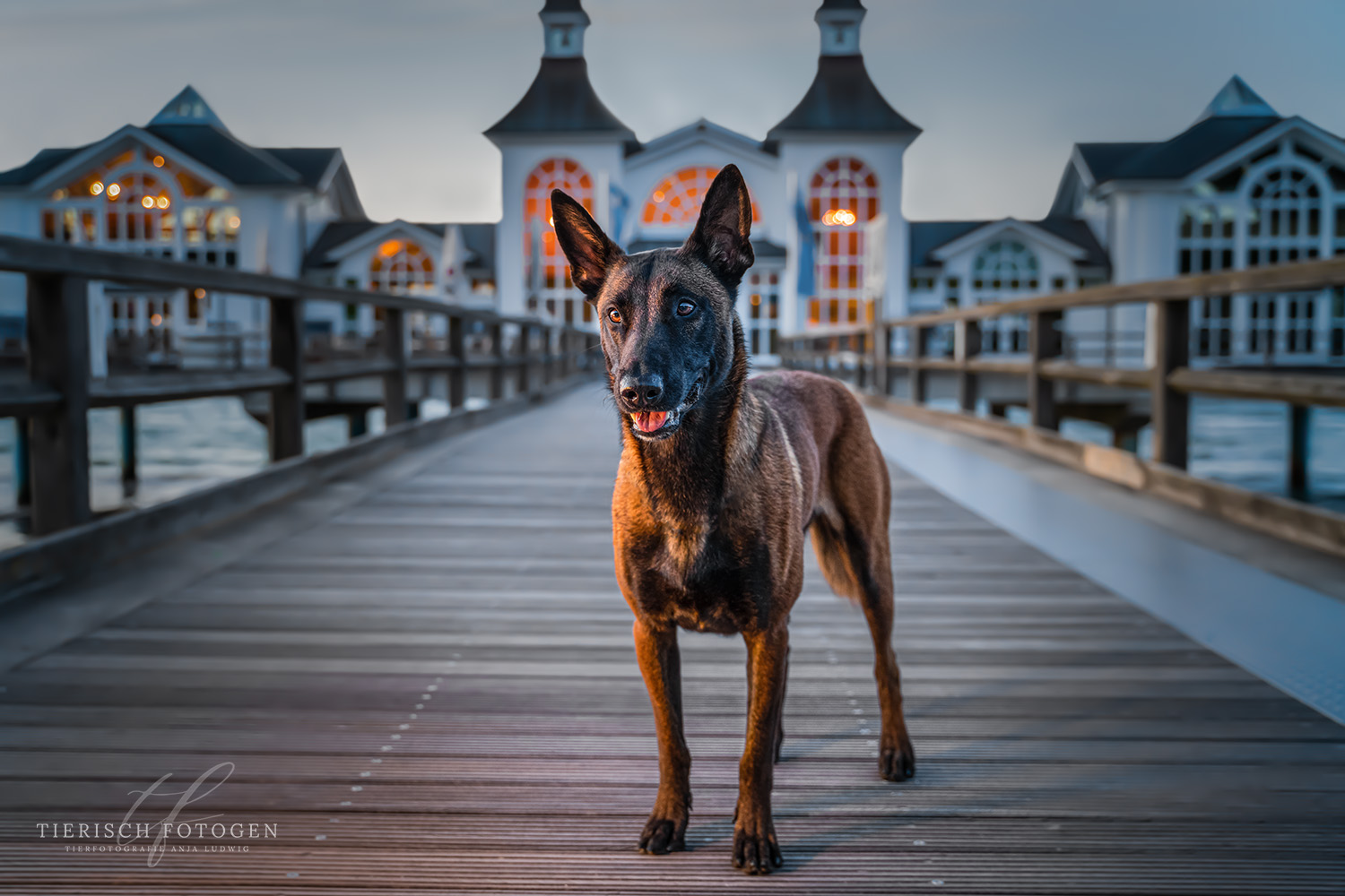 Schäferhund auf Selliner Seebrücke