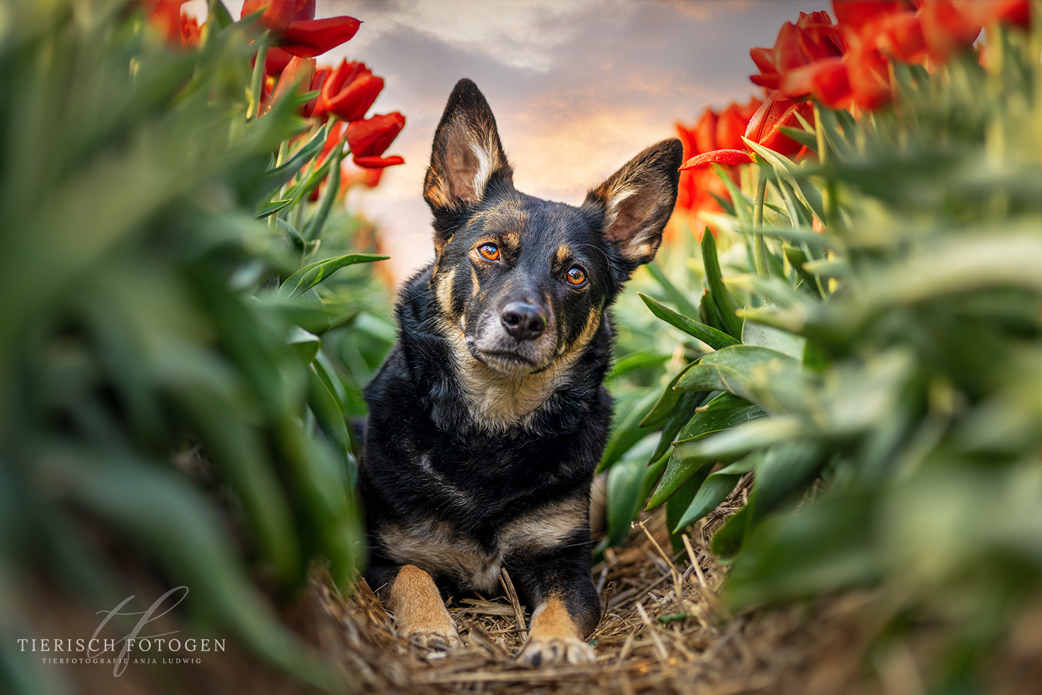 Hund im Tulpenfeld